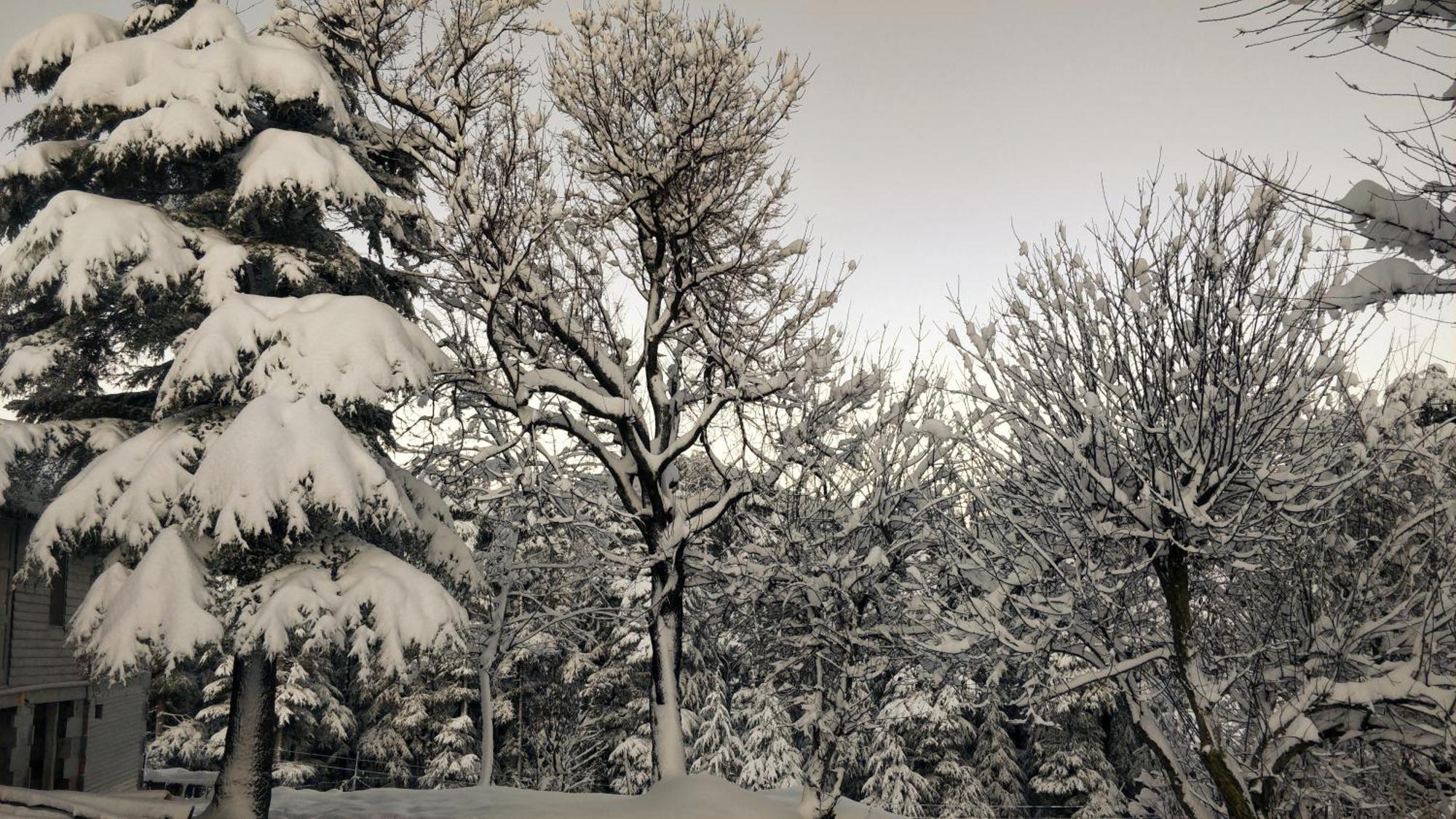 Black Bear Cottage Khajjiar エクステリア 写真